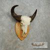 Water Buffalo Skull European Taxidermy Mount For Sale - Image 3