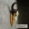Water Buffalo Skull European Taxidermy Mount For Sale - Image 4