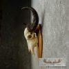 Water Buffalo Skull European Taxidermy Mount For Sale - Image 5
