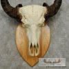 Water Buffalo Skull European Taxidermy Mount For Sale - Image 6