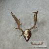 Fallow Deer Skull & Antler European Mount For Sale - Image 3