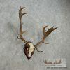 Fallow Deer Skull & Antler European Mount For Sale - Image 2
