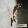 Fallow Deer Skull & Antler European Mount For Sale - Image 4