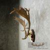 Fallow Deer Skull & Antler European Mount For Sale - Image 5