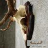 Fallow Deer Skull & Antler European Mount For Sale - Image 7