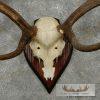 Fallow Deer Skull & Antler European Mount For Sale - Image 6