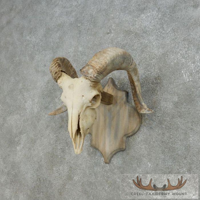 Corsican Ram Skull European Mount For Sale - Image 2