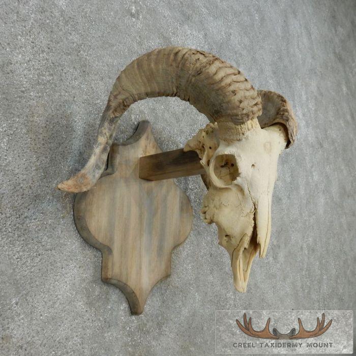 Corsican Ram Skull European Mount For Sale - Image 3