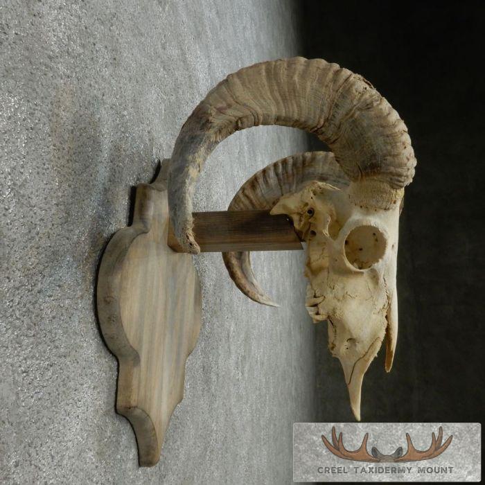 Corsican Ram Skull European Mount For Sale - Image 4