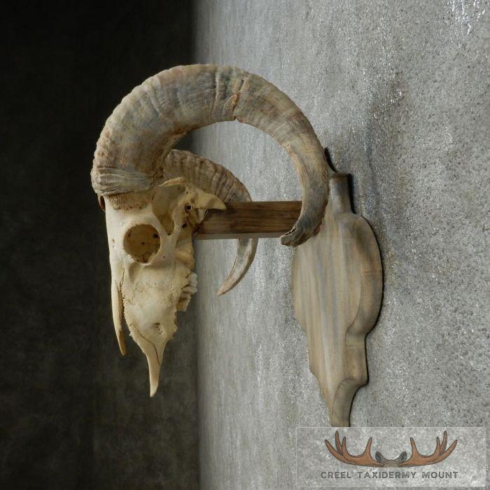 Corsican Ram Skull European Mount For Sale - Image 6