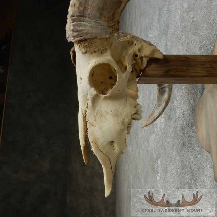 Corsican Ram Skull European Mount For Sale - Image 10