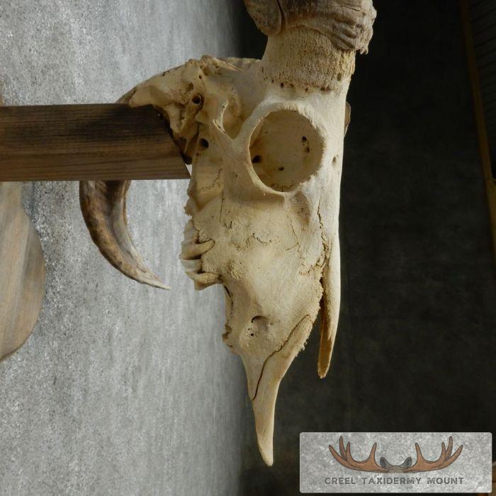 Corsican Ram Skull European Mount For Sale - Image 9