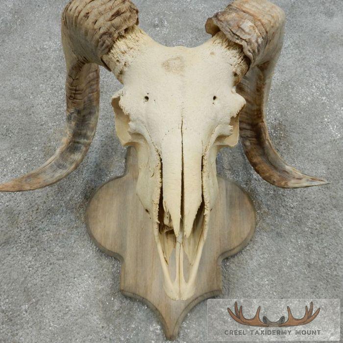 Corsican Ram Skull European Mount For Sale - Image 7