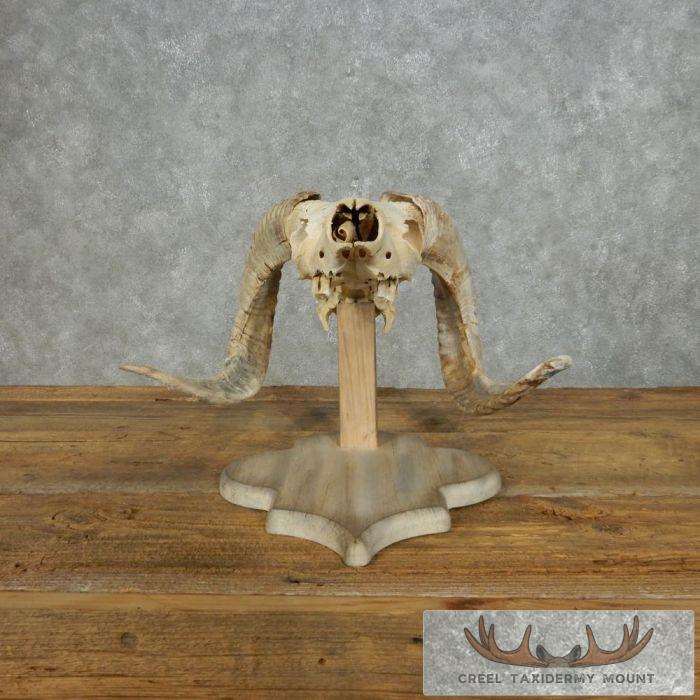 Corsican Ram Skull European Mount For Sale - Image 8