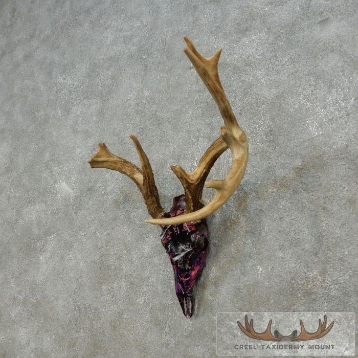 Whitetail Deer Antler Taxidermy Mount For Sale - Image 2