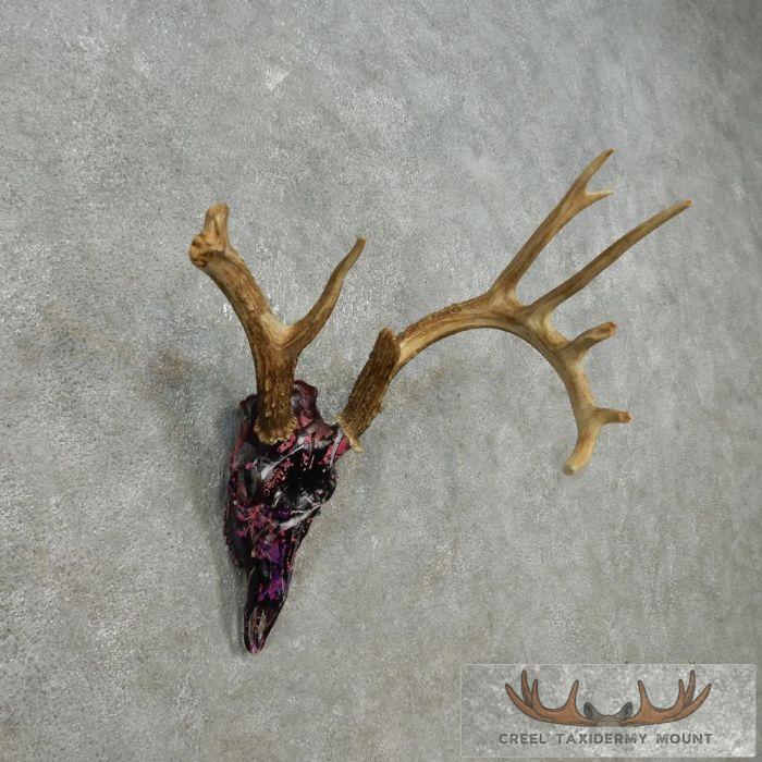 Whitetail Deer Antler Taxidermy Mount For Sale - Image 3