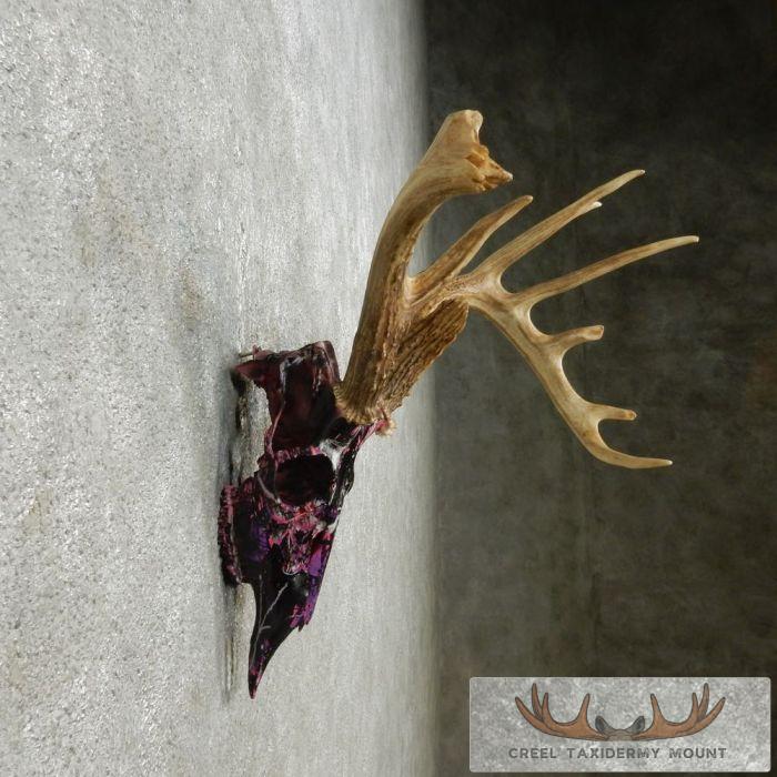Whitetail Deer Antler Taxidermy Mount For Sale - Image 4