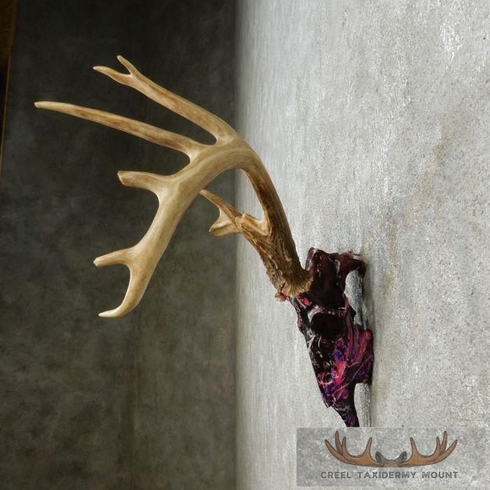 Whitetail Deer Antler Taxidermy Mount For Sale - Image 5