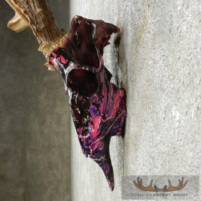 Whitetail Deer Antler Taxidermy Mount For Sale - Image 7