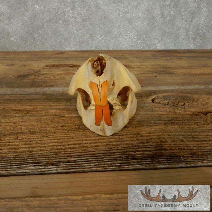 Beaver Skull Taxidermy For Sale - Image 5