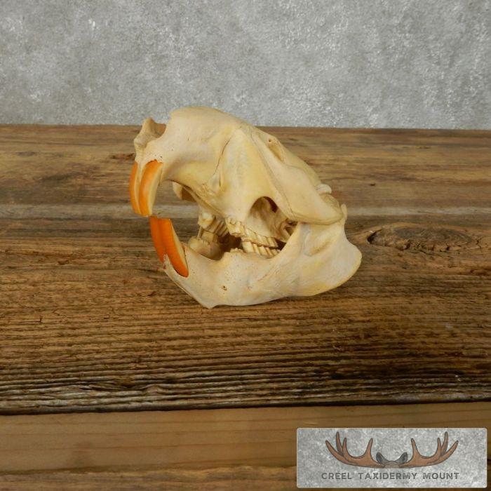 Beaver Skull Taxidermy For Sale - Image 2