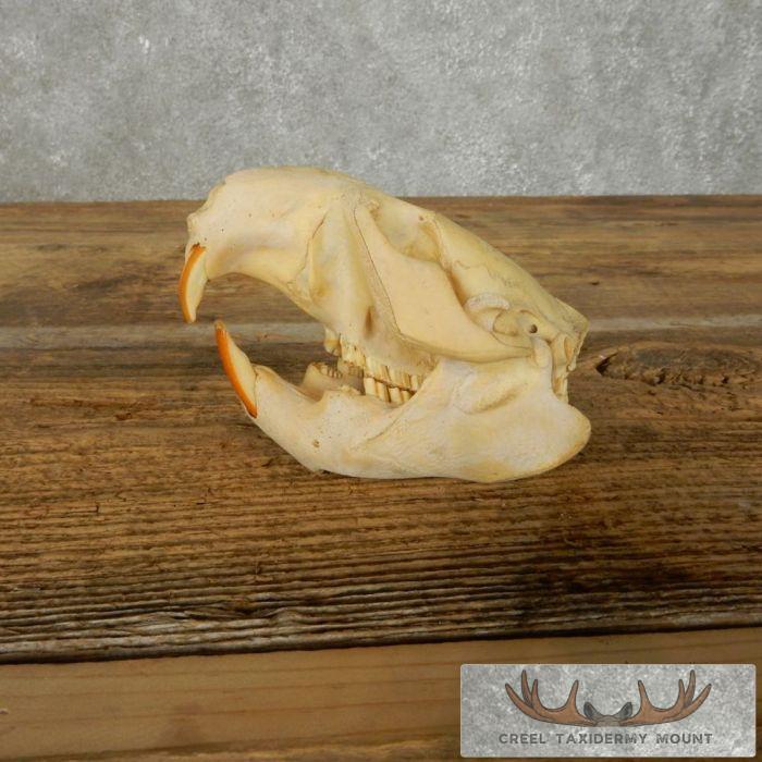 Beaver Skull Taxidermy For Sale - Image 4