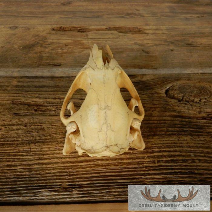 Beaver Skull Taxidermy For Sale - Image 6