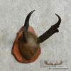 Pronghorn Antelope Horn Plaque Taxidermy For Sale - Image 2