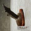 Pronghorn Antelope Horn Plaque Taxidermy For Sale - Image 4