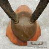 Pronghorn Antelope Horn Plaque Taxidermy For Sale - Image 6