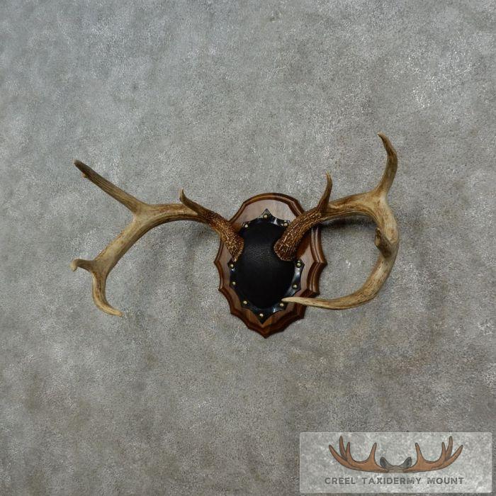 Whitetail Deer Antler Plaque Taxidermy Mount For Sale - Image 2