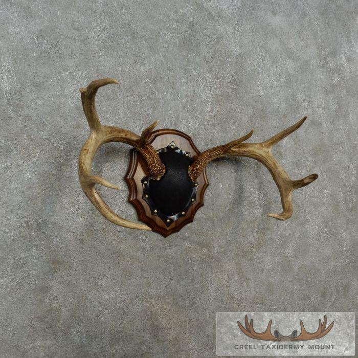 Whitetail Deer Antler Plaque Taxidermy Mount For Sale - Image 3