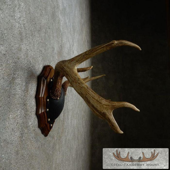 Whitetail Deer Antler Plaque Taxidermy Mount For Sale - Image 4