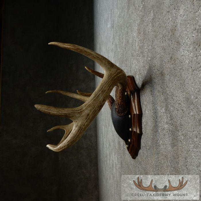 Whitetail Deer Antler Plaque Taxidermy Mount For Sale - Image 5