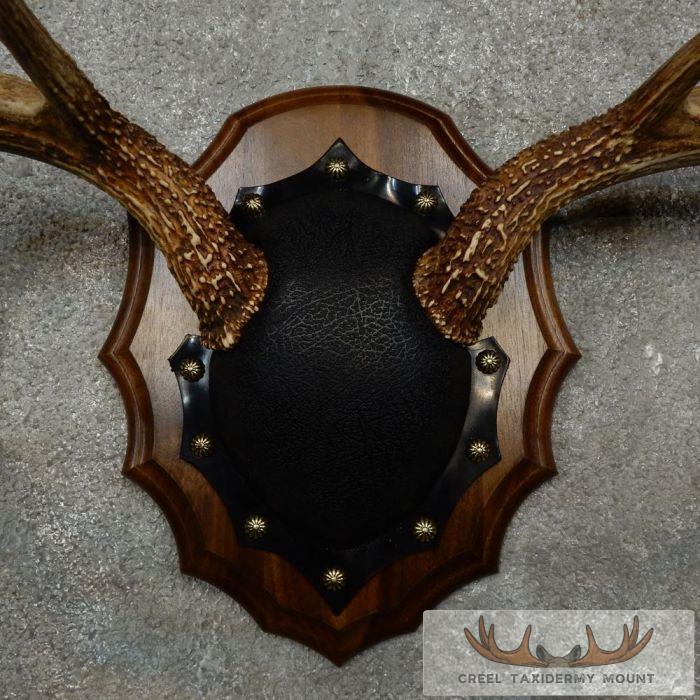 Whitetail Deer Antler Plaque Taxidermy Mount For Sale - Image 6