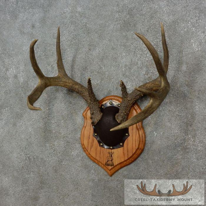 Whitetail Deer Antler Plaque Taxidermy Mount For Sale - Image 3