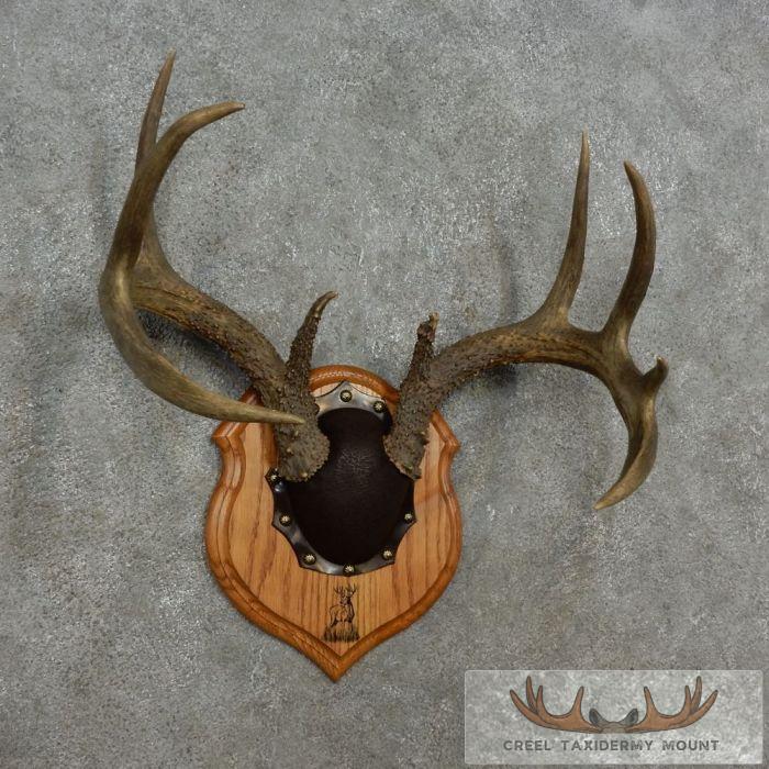 Whitetail Deer Antler Plaque Taxidermy Mount For Sale - Image 2