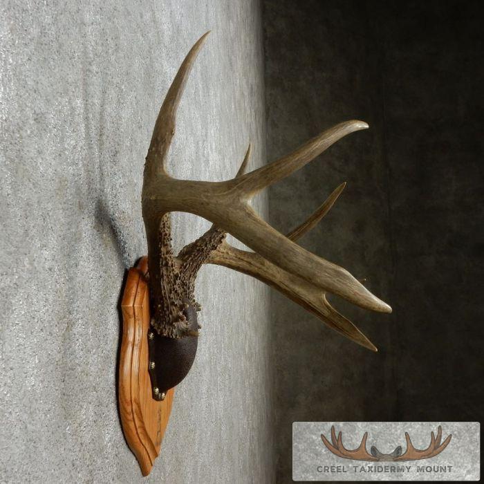 Whitetail Deer Antler Plaque Taxidermy Mount For Sale - Image 5