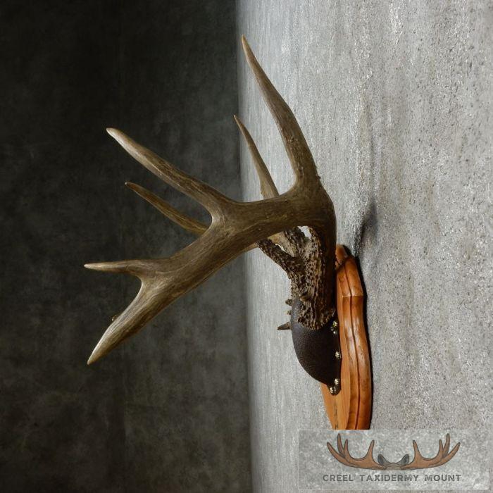 Whitetail Deer Antler Plaque Taxidermy Mount For Sale - Image 4
