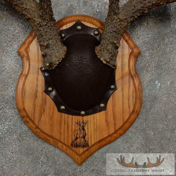 Whitetail Deer Antler Plaque Taxidermy Mount For Sale - Image 6