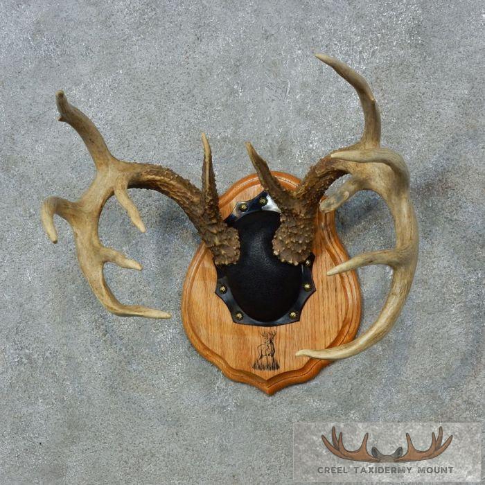 Whitetail Deer Antler Plaque Taxidermy Mount For Sale - Image 2