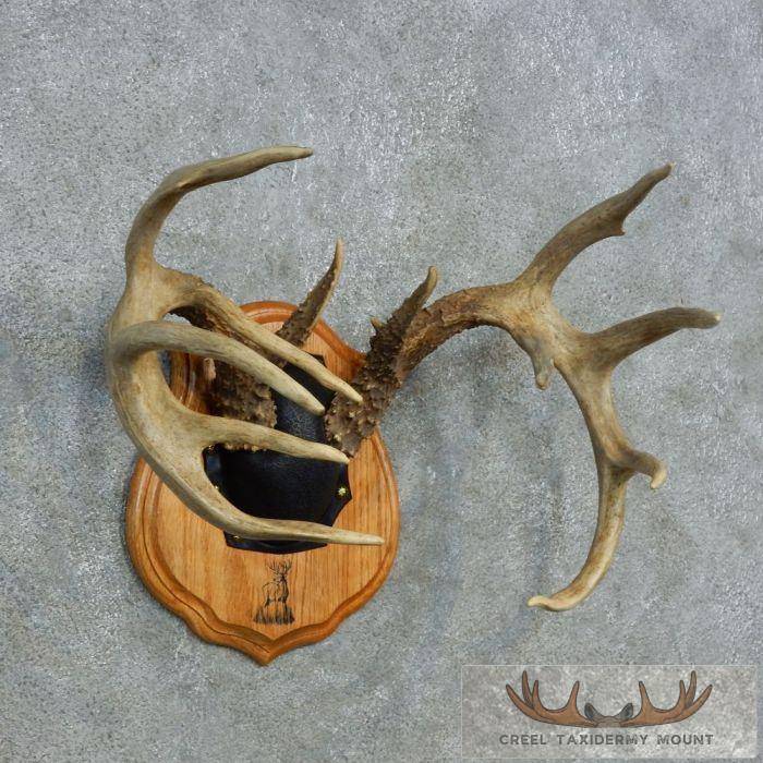 Whitetail Deer Antler Plaque Taxidermy Mount For Sale - Image 3