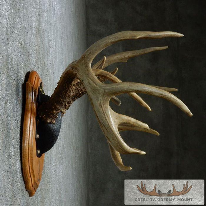 Whitetail Deer Antler Plaque Taxidermy Mount For Sale - Image 4