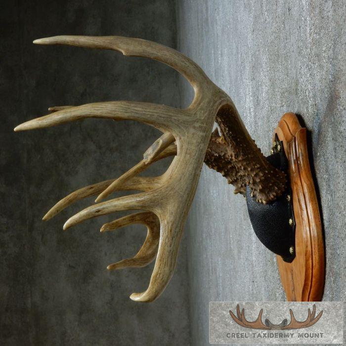 Whitetail Deer Antler Plaque Taxidermy Mount For Sale - Image 5
