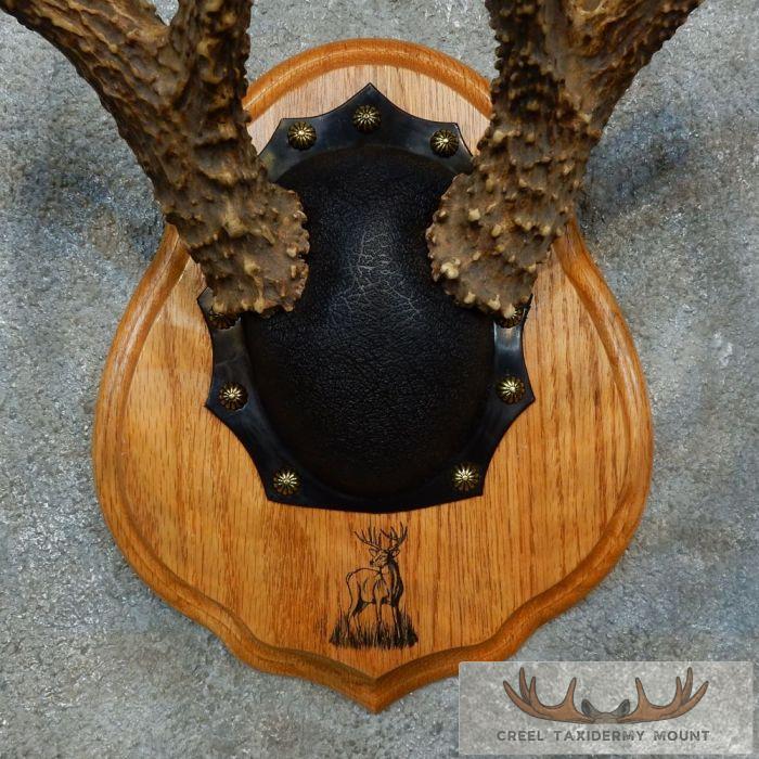 Whitetail Deer Antler Plaque Taxidermy Mount For Sale - Image 6