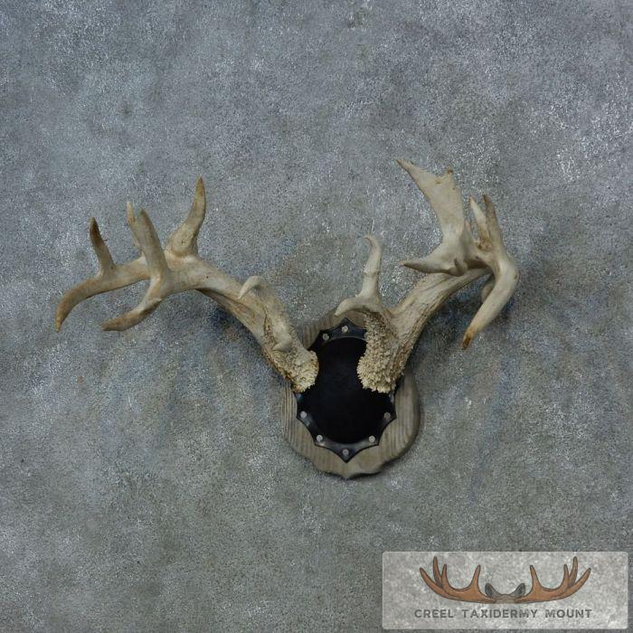Whitetail Deer Antler Plaque Taxidermy Mount For Sale - Image 2