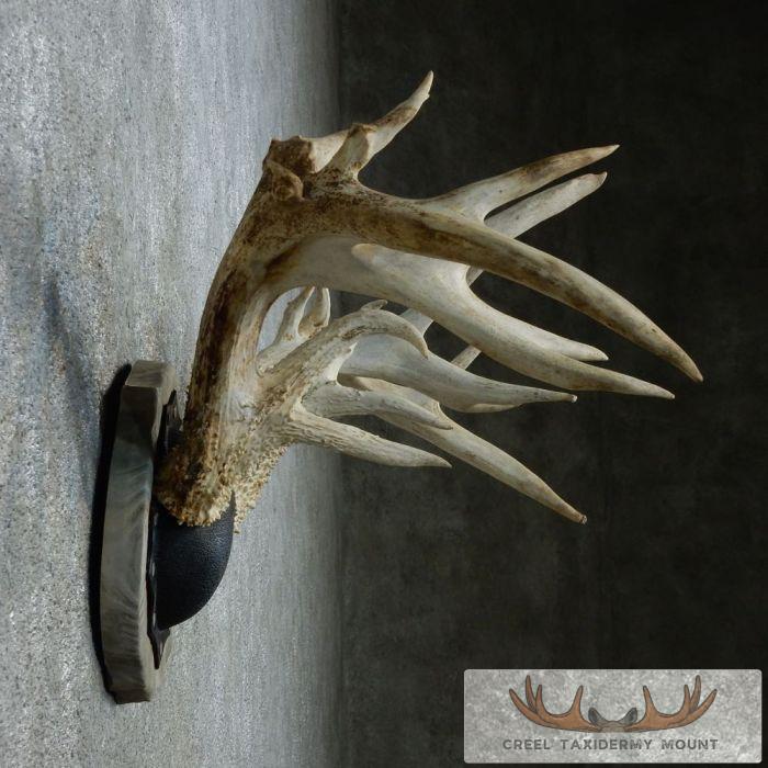 Whitetail Deer Antler Plaque Taxidermy Mount For Sale - Image 4