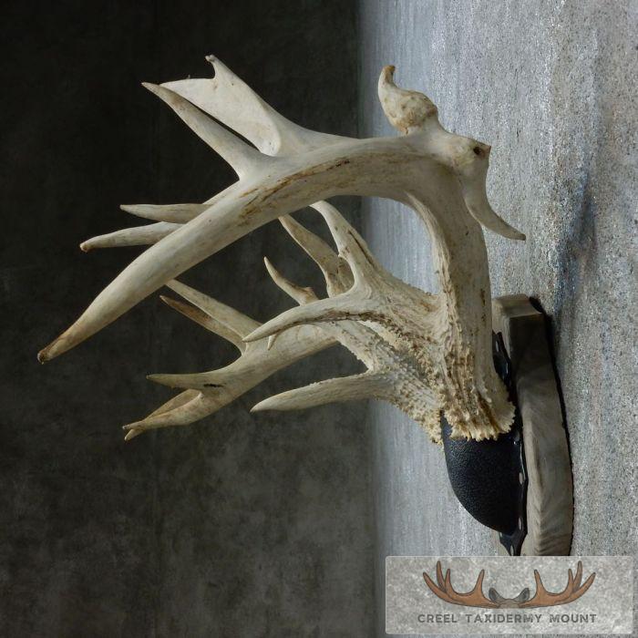 Whitetail Deer Antler Plaque Taxidermy Mount For Sale - Image 5