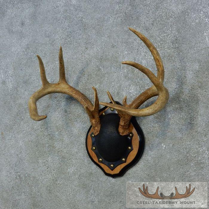 Whitetail Deer Antler Plaque Taxidermy Mount For Sale - Image 3