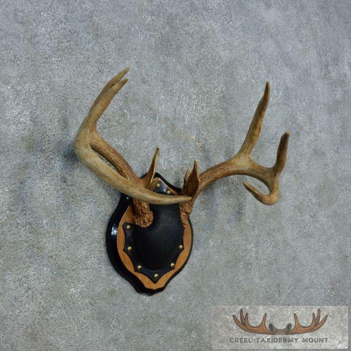 Whitetail Deer Antler Plaque Taxidermy Mount For Sale - Image 2